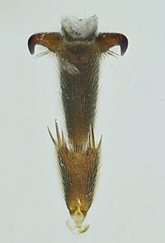 Aptesis flagitator